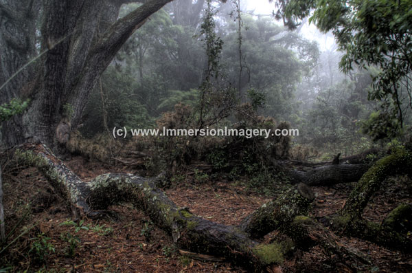 roberston rainforest.jpg